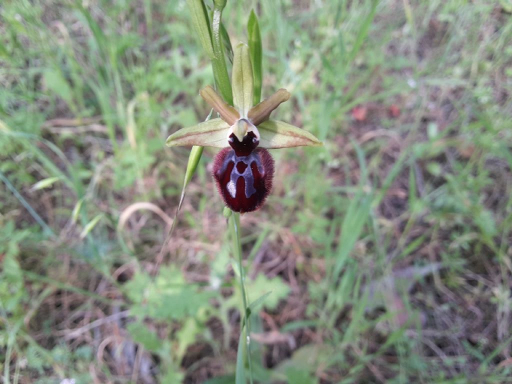 Ophrys incubacea